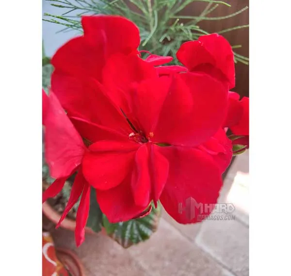 macro flor camara OnePlus 9